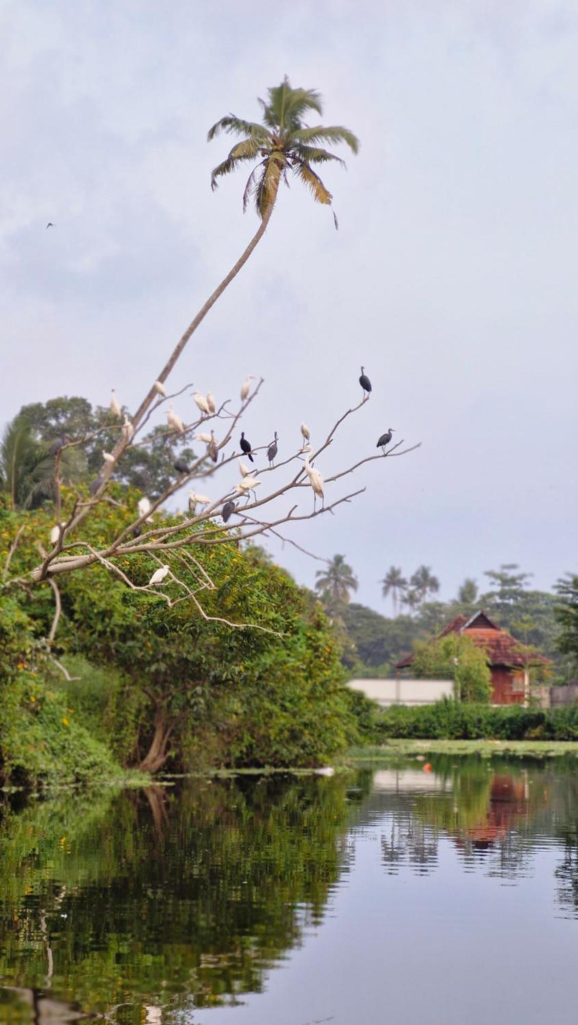 Gypsea Marari Bed & Breakfast Alappuzha Dış mekan fotoğraf